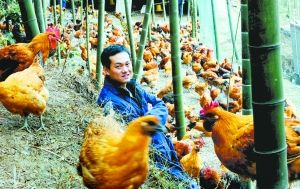 80后創業:不開跑車開長安 海外歸來養土雞 組圖