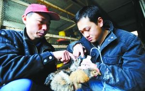 80后創業:不開跑車開長安 海外歸來養土雞 組圖