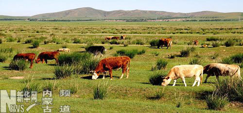 內(nèi)蒙古東部草原進(jìn)入最美季節(jié)