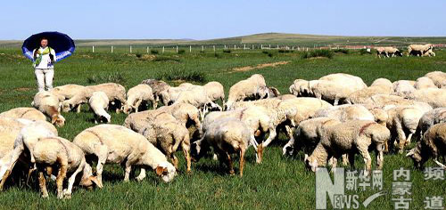 內蒙古東部草原進入最美季節
