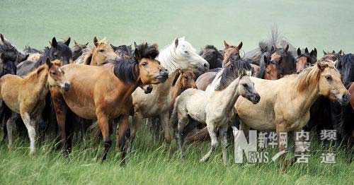 內蒙古克什克騰旗舉辦馬文化節