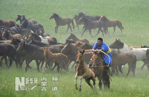 內蒙古克什克騰旗舉辦馬文化節