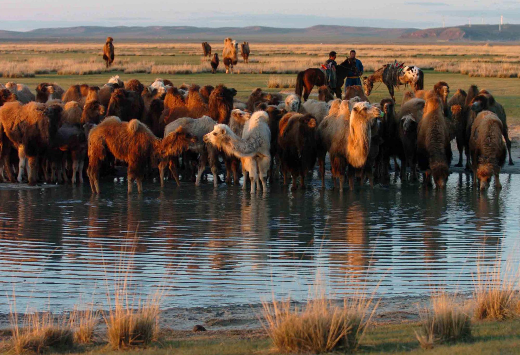 草原農牧業：致富之路