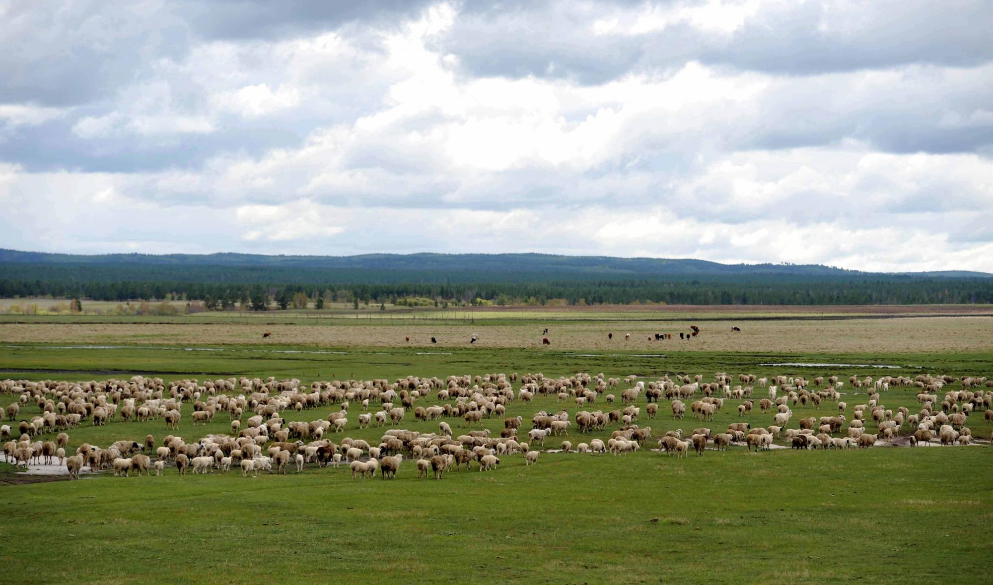 草原農牧業：致富之路