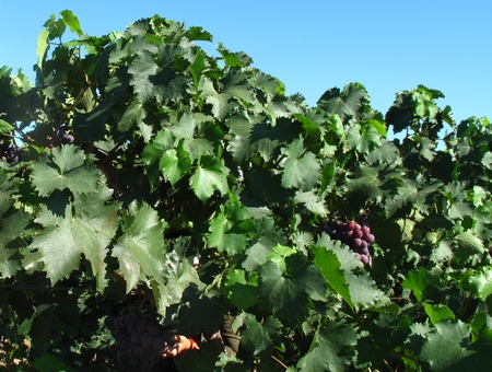 美麗富饒的通遼糧倉——科爾沁區