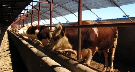 遠近聞名的“黃牛之鄉”——科左后旗