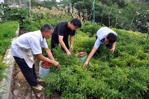 昆明警營“菜園文化”創特色