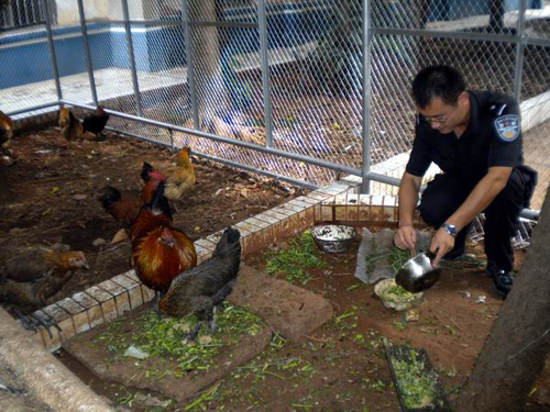 昆明警營“菜園文化”創特色