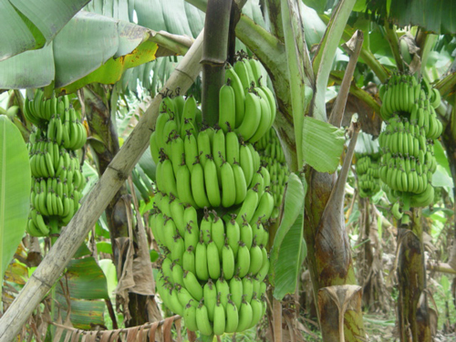 云南臨滄：農民樂享新家園