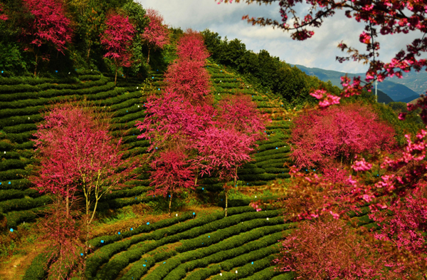 南澗無(wú)量山：冬日櫻花迷人眼