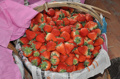 草莓采摘——冬日里的“有氧運動”