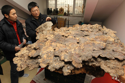 山東書畫家龍連航收藏巨大“靈芝王”