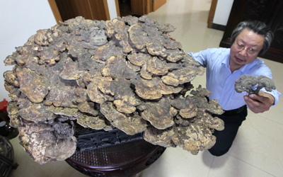 山東書畫家龍連航收藏巨大“靈芝王”