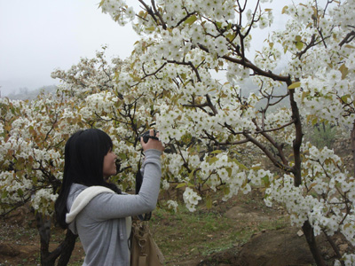 泰安夏張古梨園玉樹瓊花漫山綻放