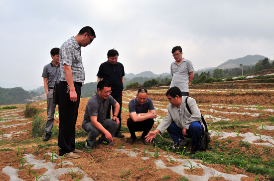 云南彝良良種良法提高糧食產量促農增收