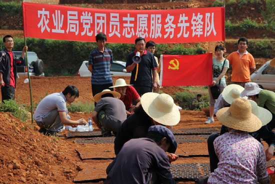 昆明東川推廣玉米育苗移栽應對旱情