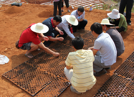 昆明東川推廣玉米育苗移栽應對旱情