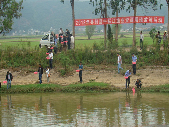 云南省尋甸縣再向牛欄江投放60萬(wàn)尾魚(yú)