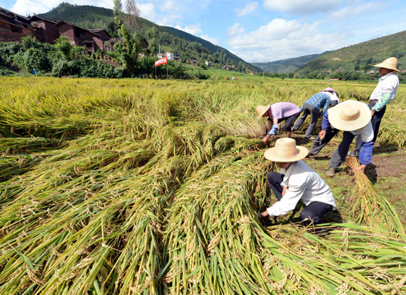 超級稻“楚粳28號”再創畝產956.9公斤的佳績