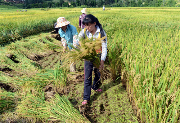 超級稻“楚粳28號”再創畝產956.9公斤的佳績