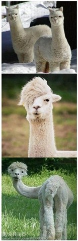 “普文二青年”網(wǎng)絡(luò)流行 專家稱“好像三個自我”