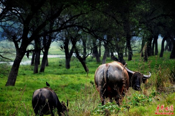 保護母親河之湘江如畫