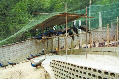 深山里的孔雀--走進湘潭縣烏石鎮烏石村