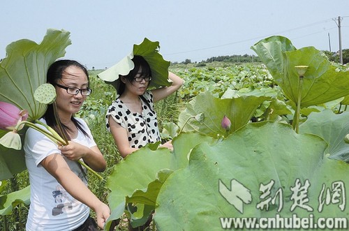 江夏第三代蓮蓬“水果味兒” 產(chǎn)值達(dá)2.5億元
