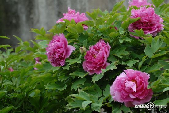 賞花何須到洛陽 阿姑泉邊牡丹香