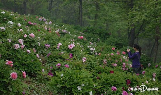 賞花何須到洛陽(yáng) 阿姑泉邊牡丹香