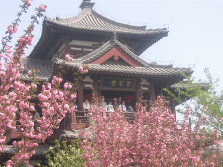 青龍寺櫻花：千年滄桑中那點櫻紅