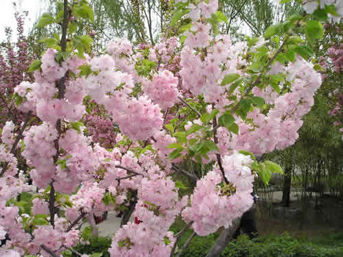 青龍寺櫻花：千年滄桑中那點櫻紅