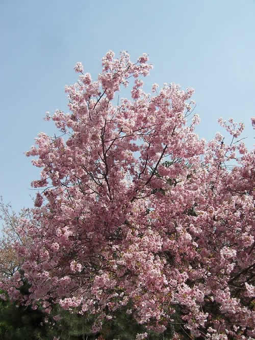 青龍寺櫻花：千年滄桑中那點(diǎn)櫻紅