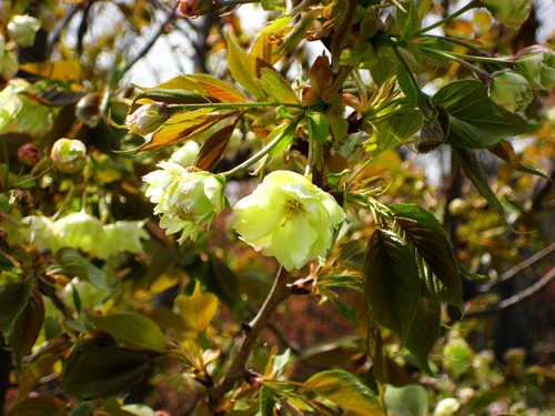 青龍寺櫻花：千年滄桑中那點(diǎn)櫻紅