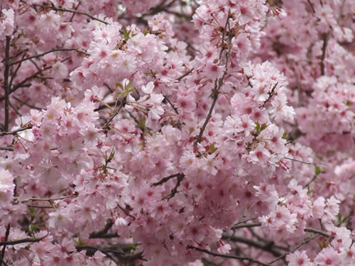 青龍寺櫻花：千年滄桑中那點櫻紅