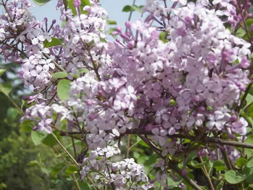 青龍寺櫻花：千年滄桑中那點(diǎn)櫻紅