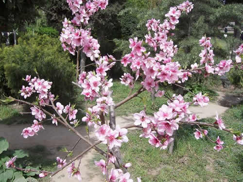 青龍寺櫻花：千年滄桑中那點(diǎn)櫻紅