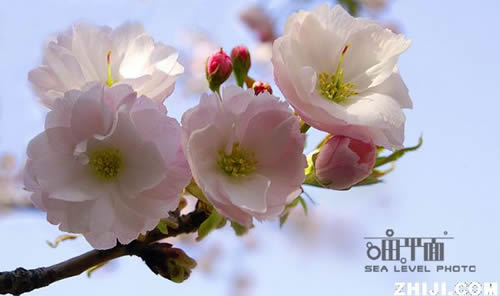 青龍寺櫻花：千年滄桑中那點櫻紅