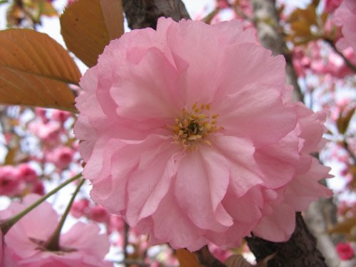 青龍寺櫻花：千年滄桑中那點櫻紅