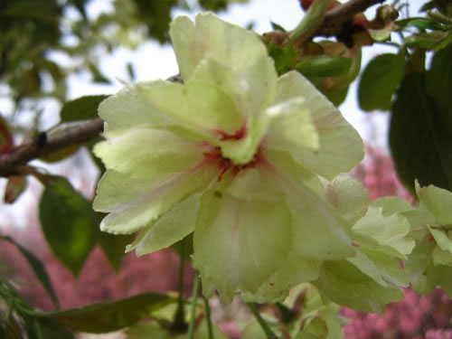 青龍寺櫻花：千年滄桑中那點櫻紅