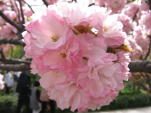 青龍寺櫻花：千年滄桑中那點櫻紅