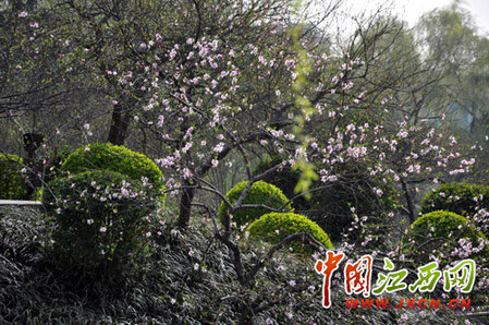 尋秦掠影:近看長安花(組圖)