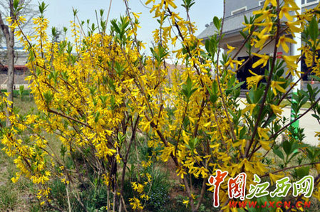 尋秦掠影:近看長安花(組圖)