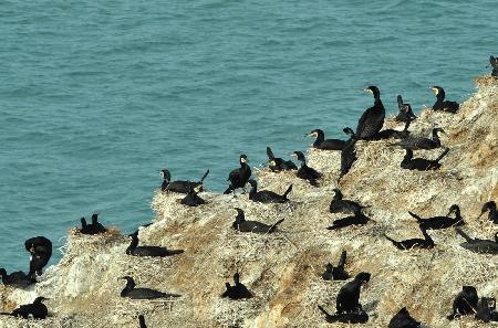純美風(fēng)光：春暖青海湖