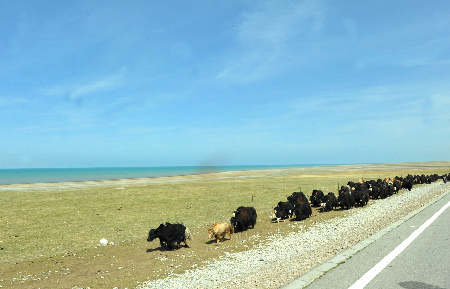 純美風光：春暖青海湖