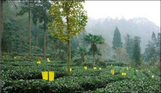 四川峨眉山雪芽春茶之旅:與健康同行