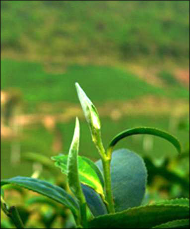 四川峨眉山雪芽春茶之旅:與健康同行