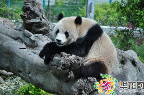 水鄉(xiāng)藏寨 震區(qū)中崛起的4A級(jí)景區(qū)