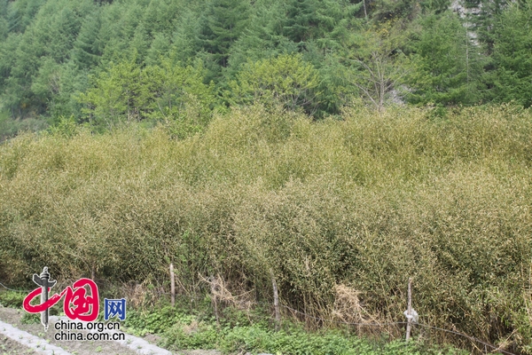 臥龍重建熊貓護養(yǎng)兩不誤 農民“退耕還竹”得實惠