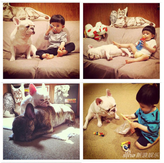 寶寶斗牛犬有愛(ài)合影萌翻網(wǎng)友(組圖)